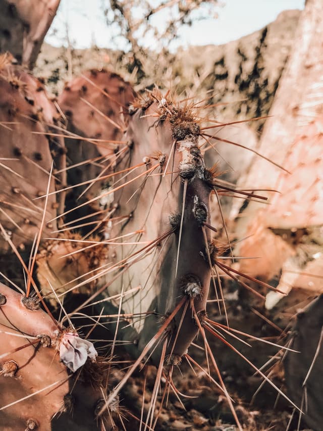 cactus